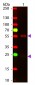 Anti-Mouse IgG (H&L)  (ATTO 647N Conjugated) Pre-Adsorbed Secondary Antibody